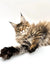 Fluffy Maine Coon kitten Daphna with ear tufts and bushy tail, a perfect coon kitten