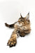 Long-haired tabby cat lounging with outstretched paws, perfect Maine Coon kitten vibe