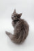 Adorable fluffy gray Maine Coon kitten in the Dara product line