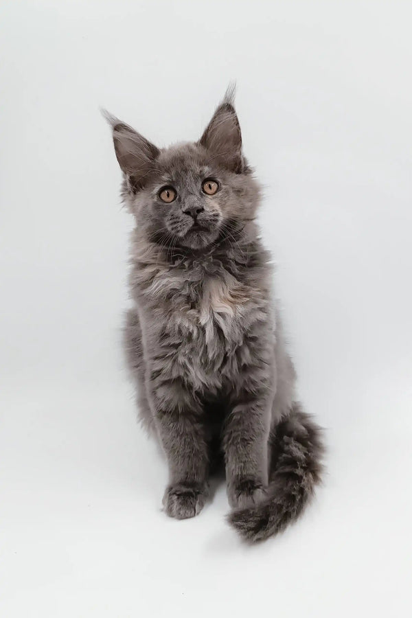 Adorable Gray Maine Coon kitten named Dara available for adoption