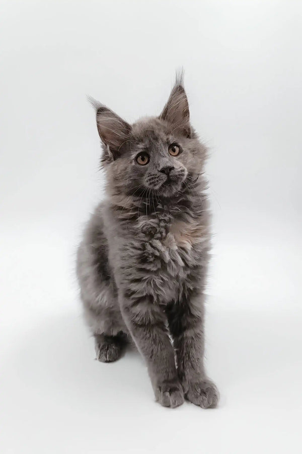 Cute Gray Maine Coon kitten named Dara, perfect for pet lovers and cat enthusiasts