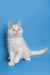 Cute White Maine Coon Kitten with Pink Nose and Ears Sitting Upright for Sale