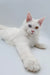 White Maine Coon kitten with heterochromia relaxing peacefully on a soft surface