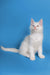 Adorable white Maine Coon kitten with pink nose and ears sitting upright