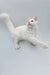 White Maine Coon kitten with pink ears and alert expression, perfect for any cat lover