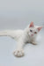 White Maine Coon kitten with blue eyes stretching its paw playfully