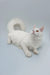 White fluffy Maine Coon kitten with a curled tail and bright eyes, named Darcy