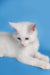 Adorable white Maine Coon kitten with heterochromatic eyes lounging around