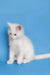 White Maine Coon kitten with pink ears sitting upright, super cute and playful