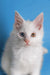 White Maine Coon kitten with heterochromatic eyes named Darcy