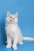 Adorable Maine Coon kitten Darcy with fluffy white fur, bright eyes, and perky ears