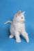 White fluffy Maine Coon kitten with pink ears standing alert and cute