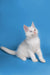 White Maine Coon kitten with blue eyes sitting upright, looking adorable and playful