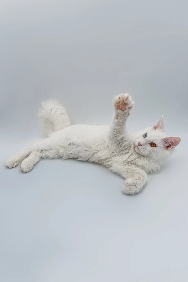 White cat lying on its back with paw raised, perfect Maine Coon Kitten Darcy