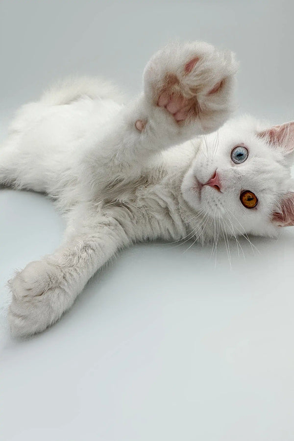 White Maine Coon kitten with heterochromatic eyes lying on its side