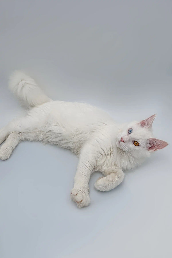 White Maine Coon kitten with blue eyes lying on its side, super adorable!