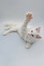 Cute White Maine Coon Kitten lying on its back with one paw raised playfully