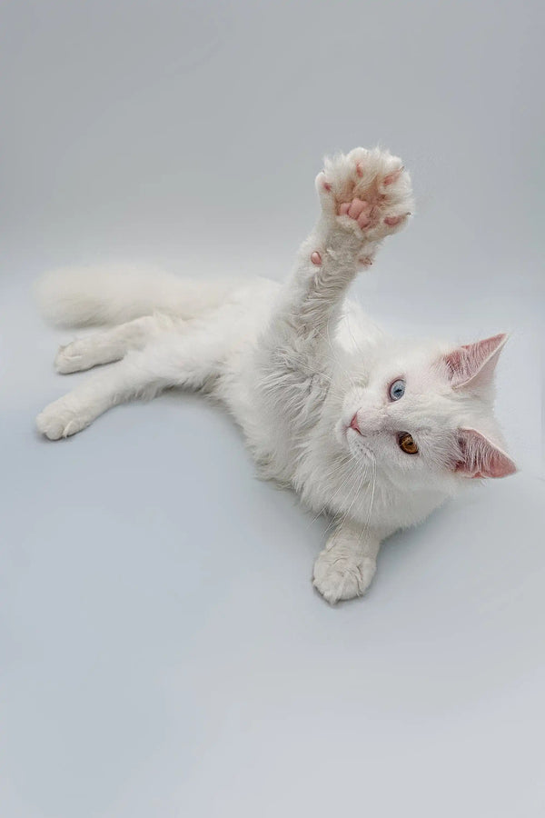 Cute White Maine Coon Kitten lying on its back with one paw raised playfully