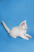 White Maine Coon kitten stretching cutely on its side, showing off its playful nature