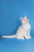 Adorable white Maine Coon kitten with blue eyes sitting upright, ready for cuddles