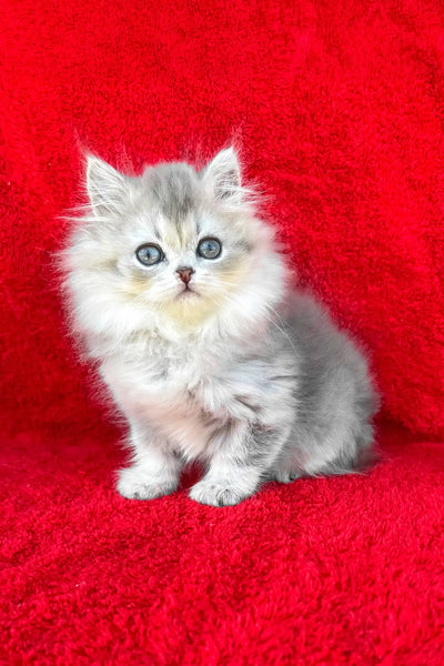 Longhair Dolce British Longhair Kitten Green Eyes Stunner