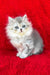 Darek | british longhair kitten