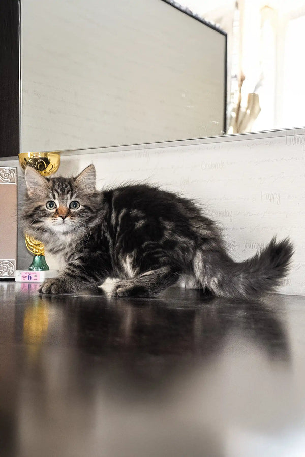 Fluffy tabby kitten named Daria, perfect Siberian companion for your home