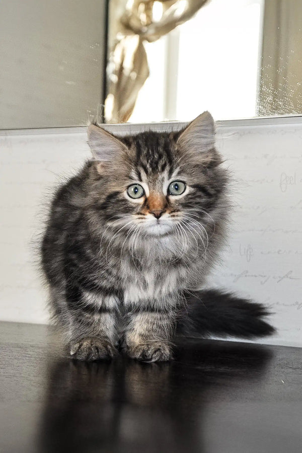 Fluffy tabby kitten named Daria from Siberian Kitten collection, super cute and playful