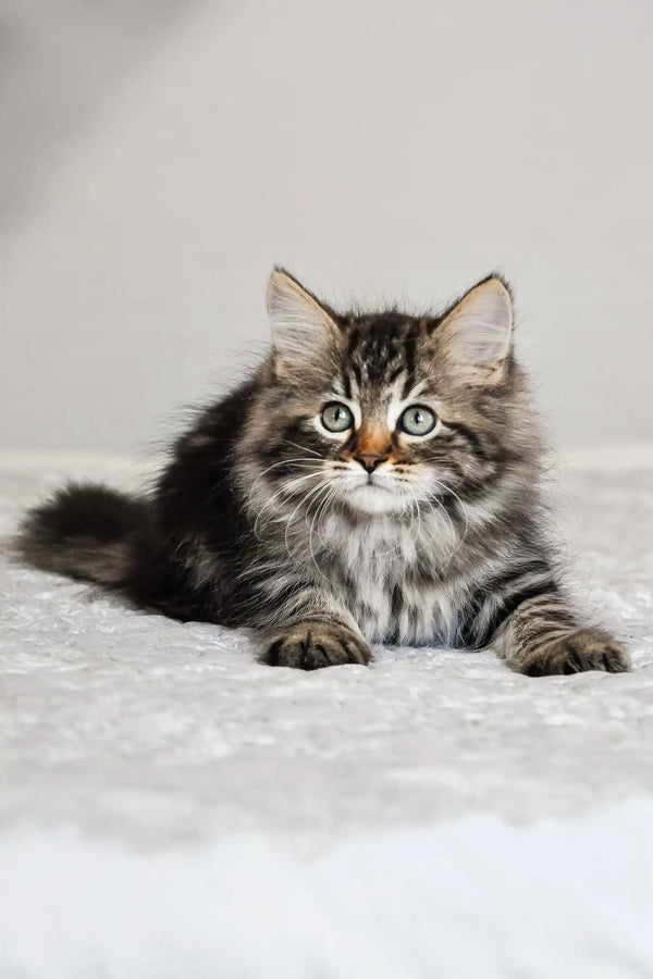 Fluffy tabby kitten with green eyes, perfect for the Daria Siberian Kitten product