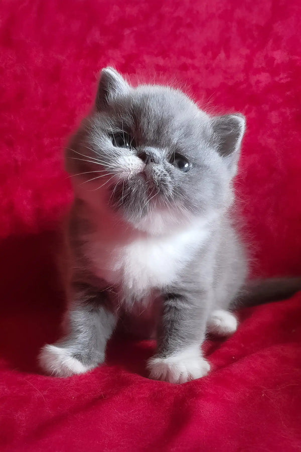 Darin | exotic shorthair kitten