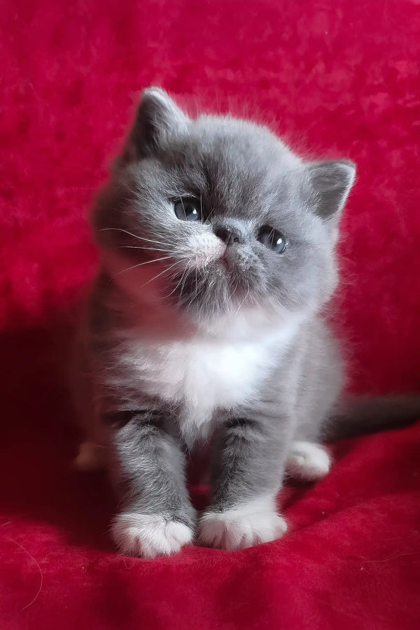 Darin | exotic shorthair kitten