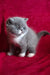 Darin | exotic shorthair kitten
