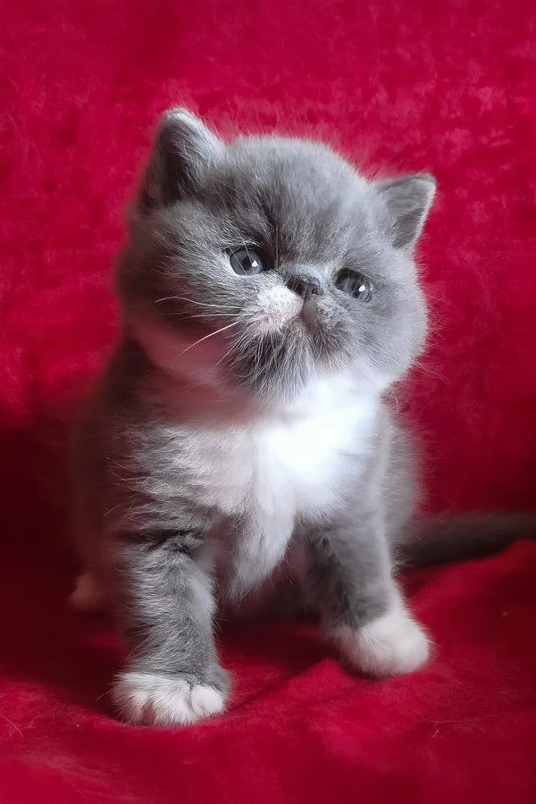 Darin | exotic shorthair kitten