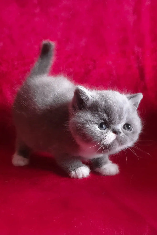 Darin | exotic shorthair kitten