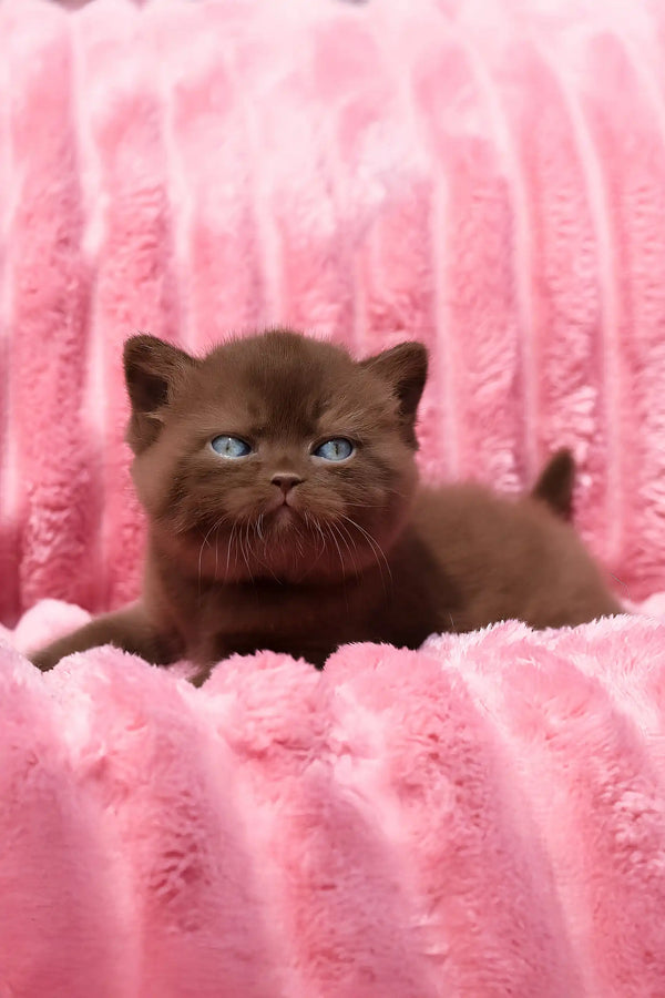 Darisha | british shorthair kitten