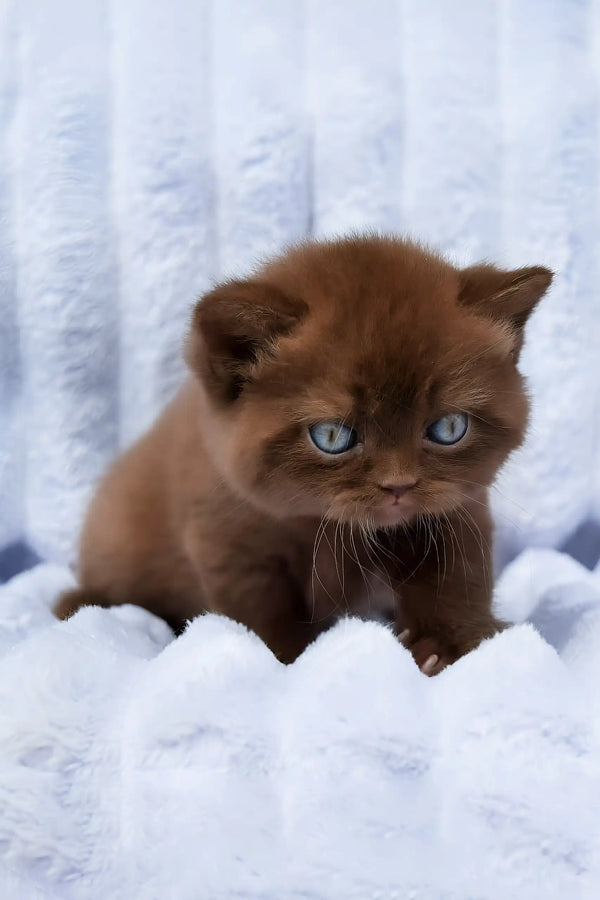 Darisha | british shorthair kitten