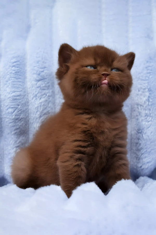 Darisha | british shorthair kitten