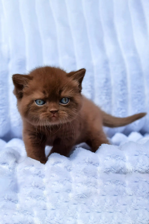 Darisha | british shorthair kitten