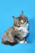 Fluffy gray and white Maine Coon kitten with pointed ears, perfect for when you feel lonely