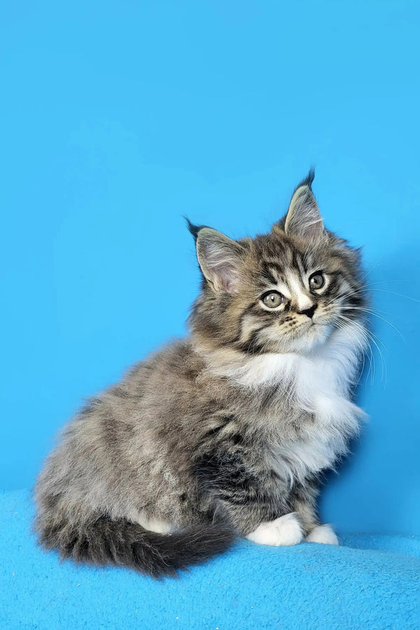 Fluffy gray and white Maine Coon kitten with striking green eyes, super adorable