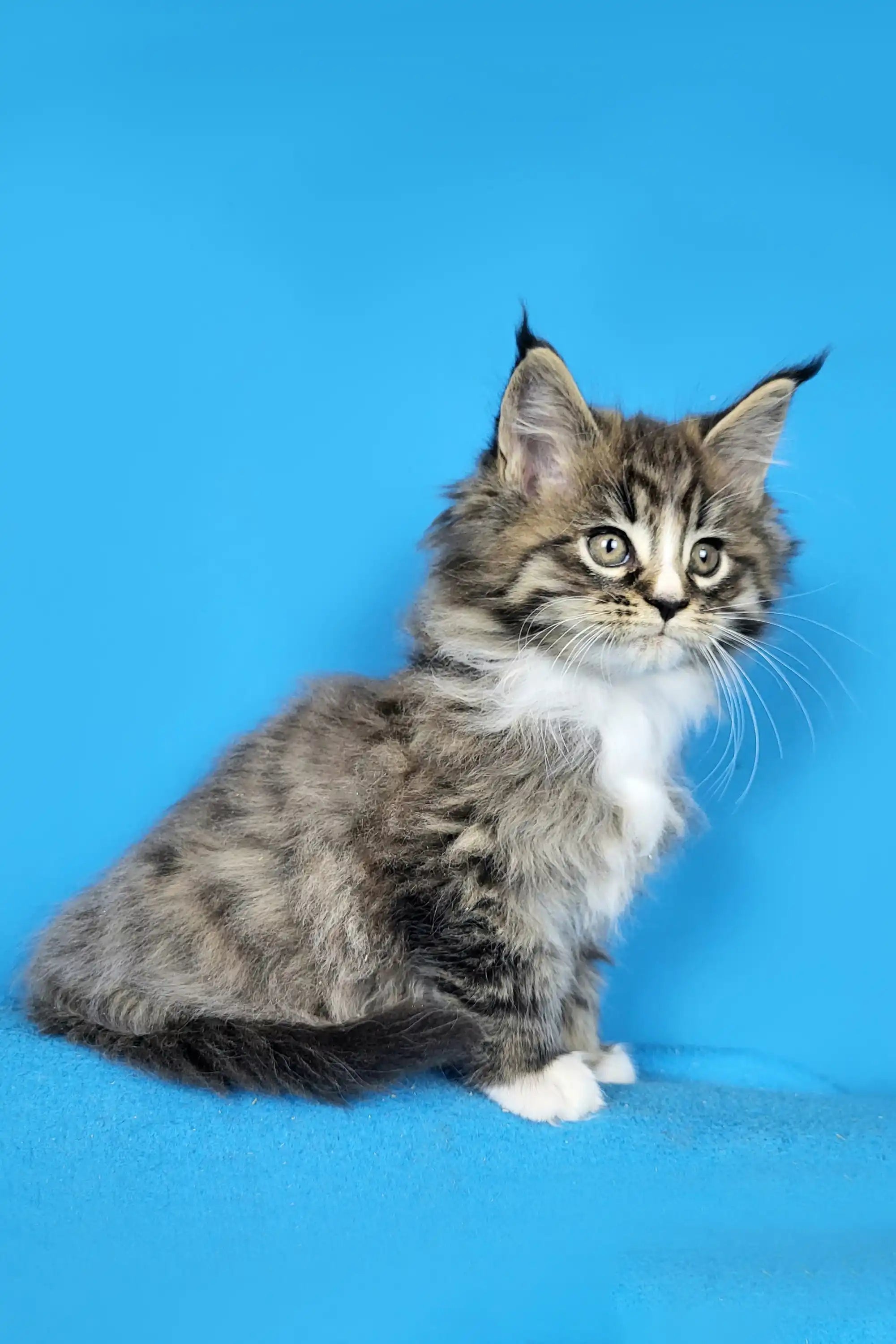 Maine Coon Kittens for Sale Darling | Kitten