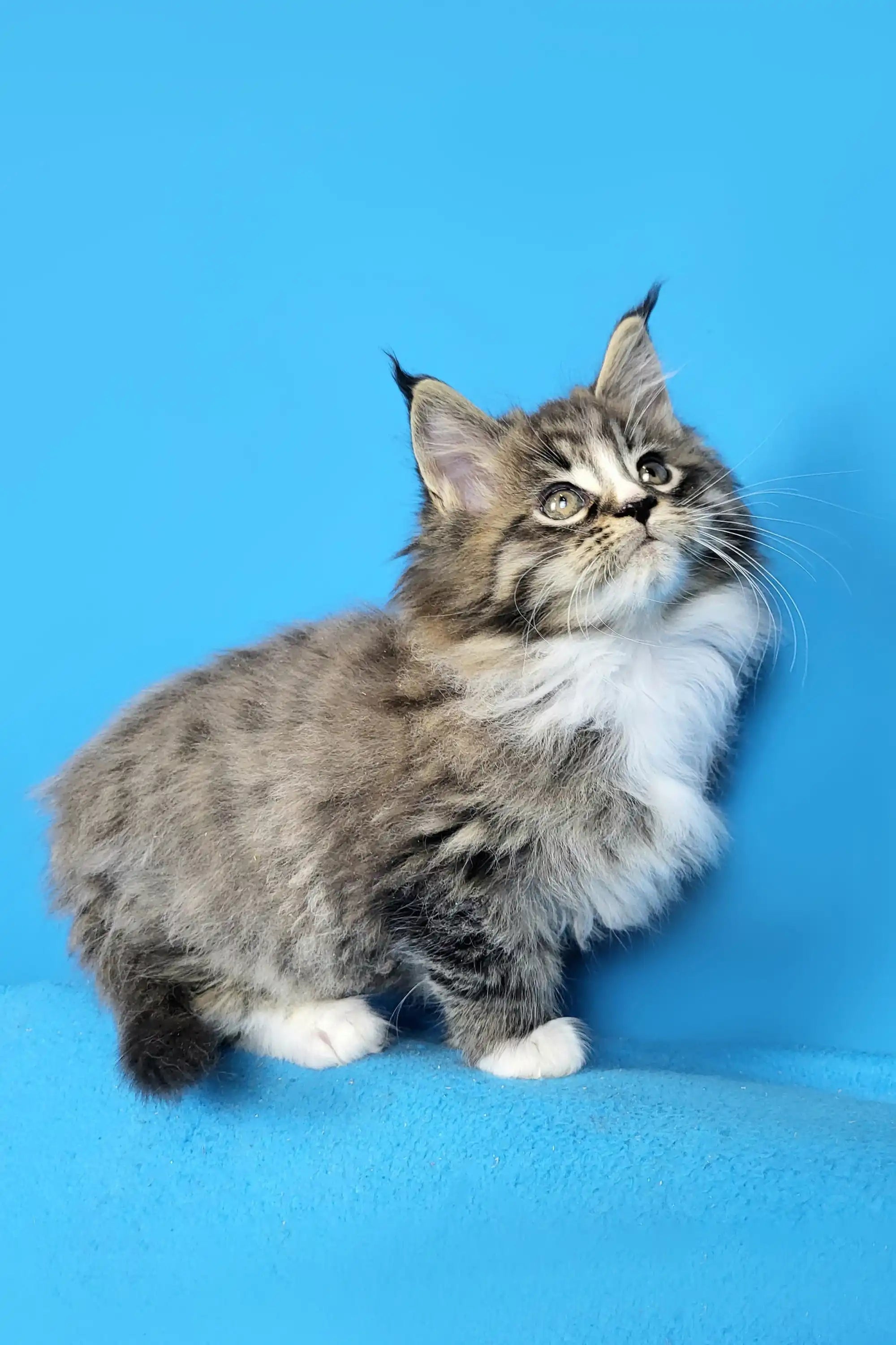 Maine Coon Kittens for Sale Darling | Kitten