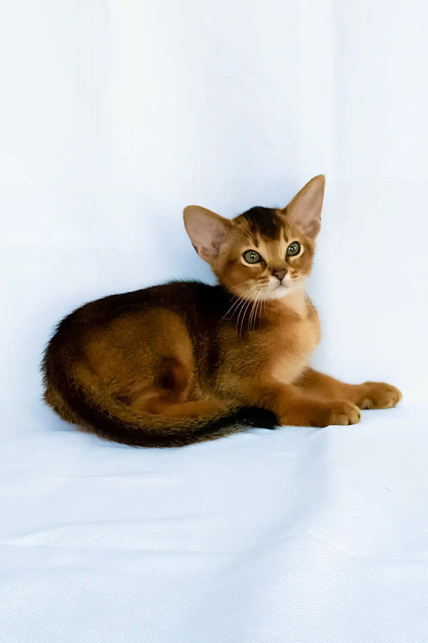 Darsik | abyssinian kitten