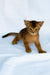 Darsik | abyssinian kitten