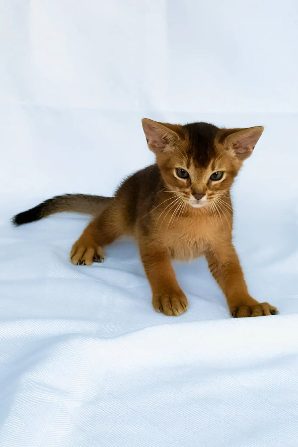 Darsik | abyssinian kitten