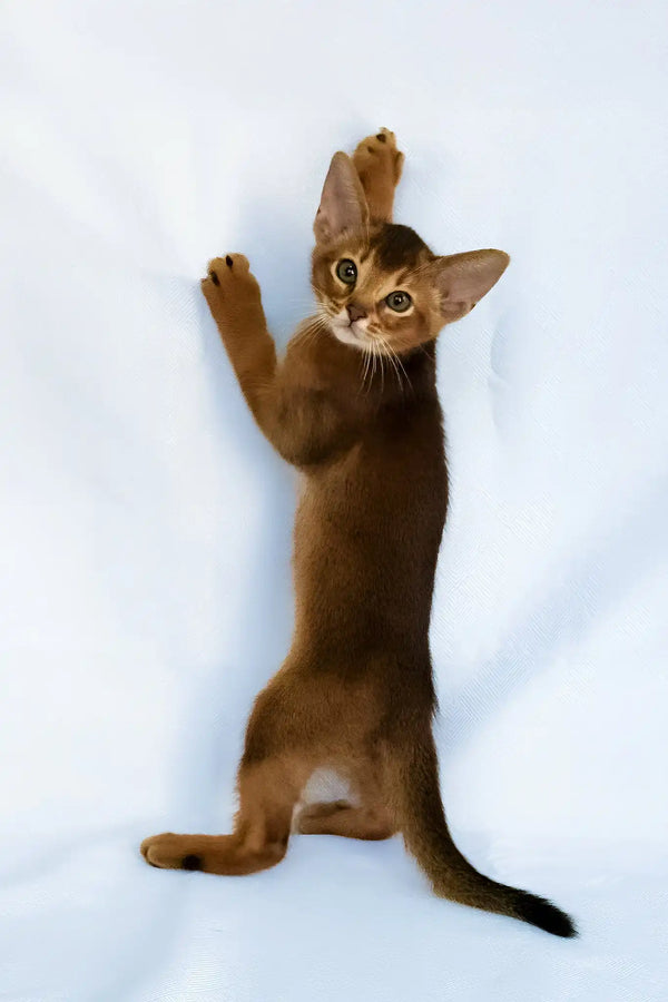 Darsik | abyssinian kitten