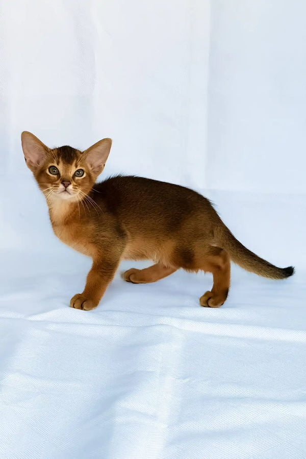 Darsik | abyssinian kitten
