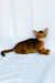 Darsik | abyssinian kitten