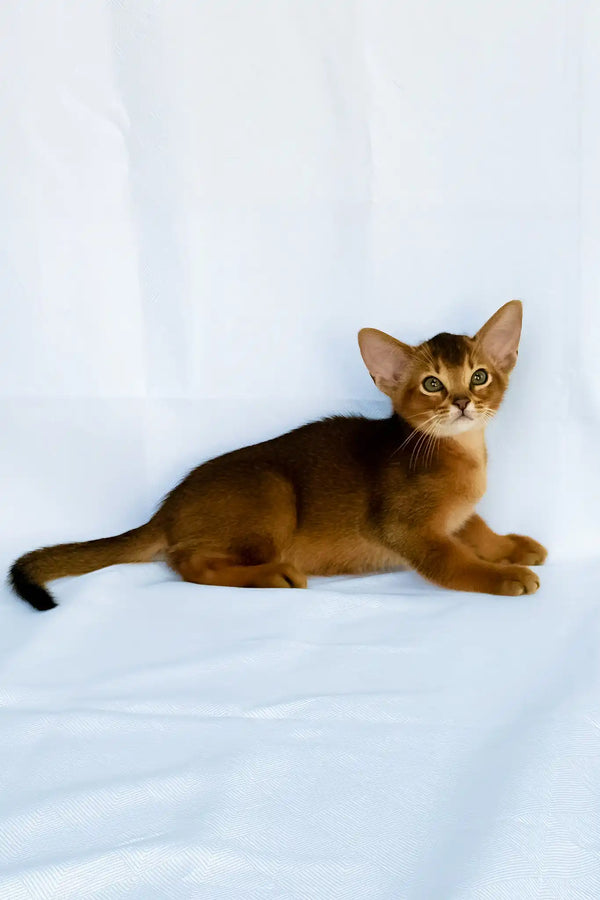 Darsik | abyssinian kitten