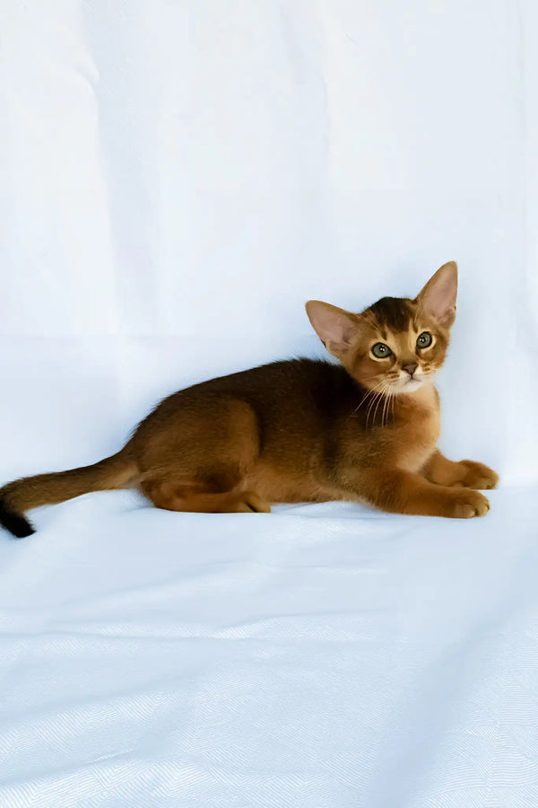 Darsik | abyssinian kitten